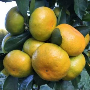 Miyamoto Extra-Early Ripening Satsuma (宫本特早熟蜜桔)