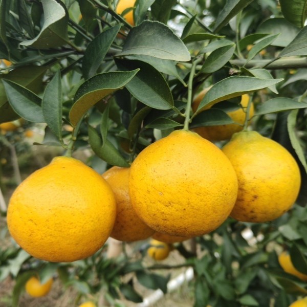 Chuanjin No. 1 Early Ripening Ponkan (川津1号早熟椪柑)