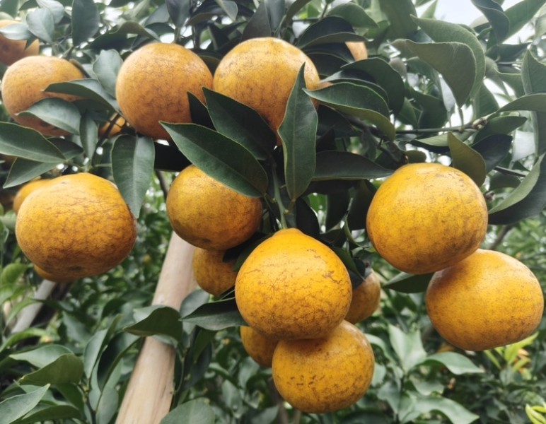 Chuanjin No. 1 Early Ripening Ponkan (川津1号早熟椪柑) - Image 2