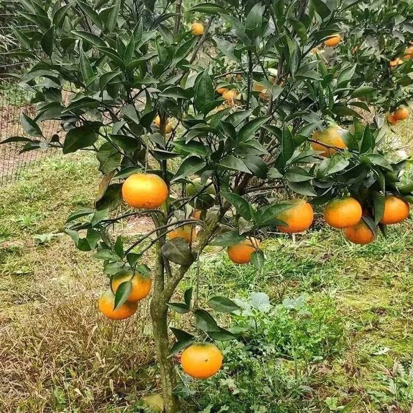 Chuanjin No. 5 Mandarin (川津5号柑橘) - Image 3