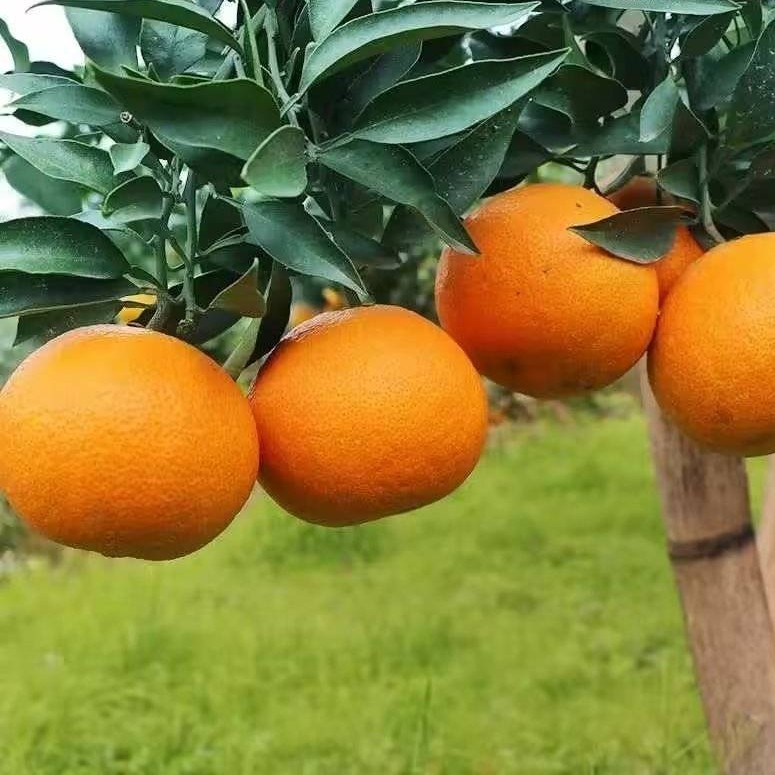 Chuanjin No. 5 Mandarin (川津5号柑橘)