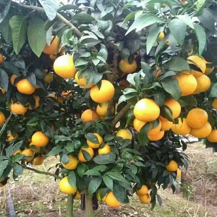 Chuanjin No. 5 Mandarin (川津5号柑橘) - Image 2