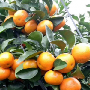 Early-Ripening Seedless Shatangju Mandarin (早熟无核沙糖桔)