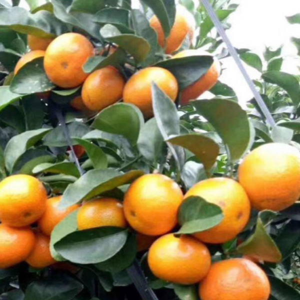Early-Ripening Seedless Shatangju Mandarin (早熟无核沙糖桔)