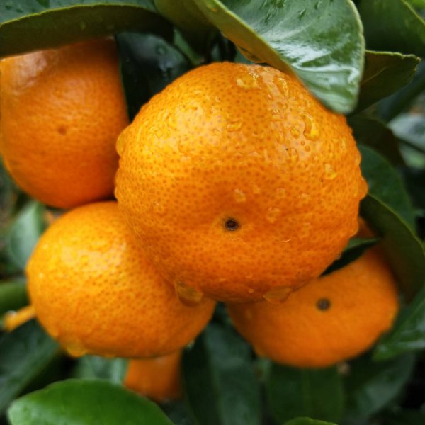 Early-Ripening Seedless Shatangju Mandarin (早熟无核沙糖桔) - Image 2