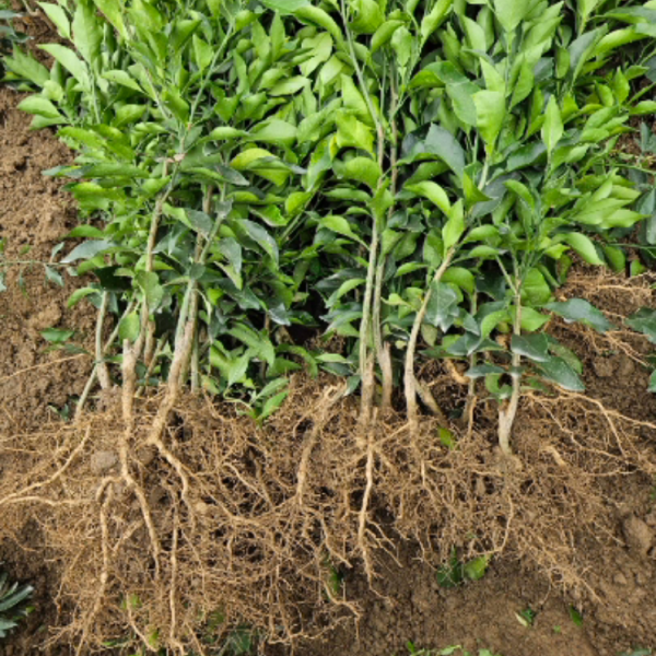Early-Ripening Seedless Shatangju Mandarin (早熟无核沙糖桔) - Image 4