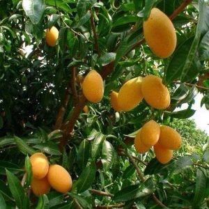 Thai Loquat Mango (泰国枇杷芒果)