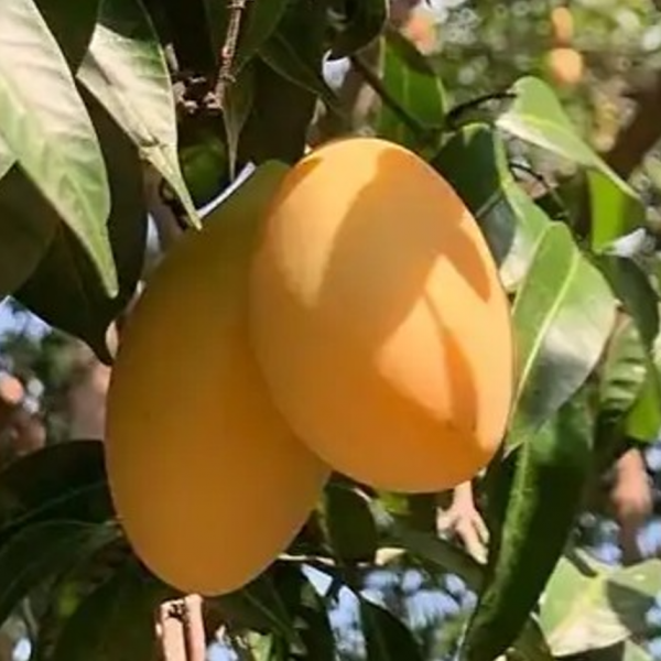 Thai Loquat Mango (泰国枇杷芒果) - Image 2