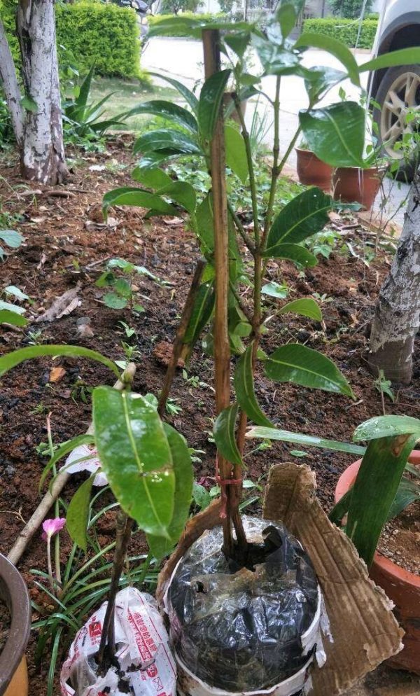 Thai Loquat Mango (泰国枇杷芒果) - Image 5