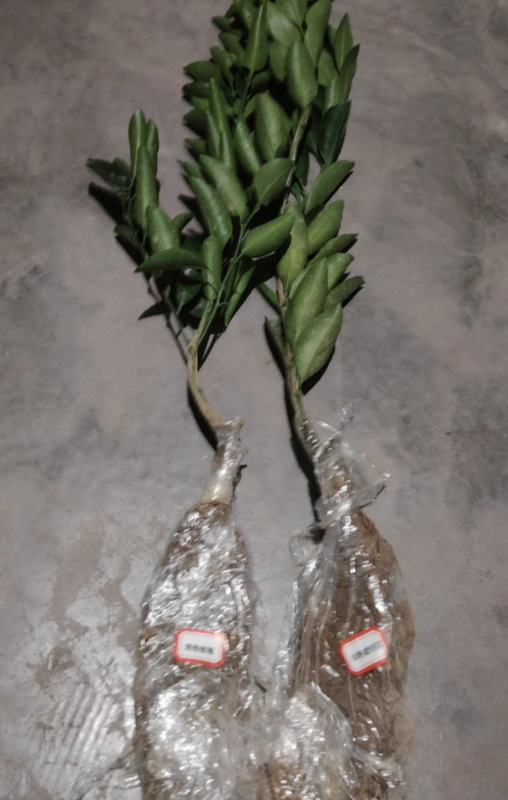 Sunshine No.1 Tangelo (阳光一号桔柚) - Image 4