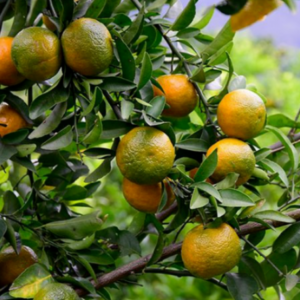 Qingxiang Mandarin (清香蜜桔)