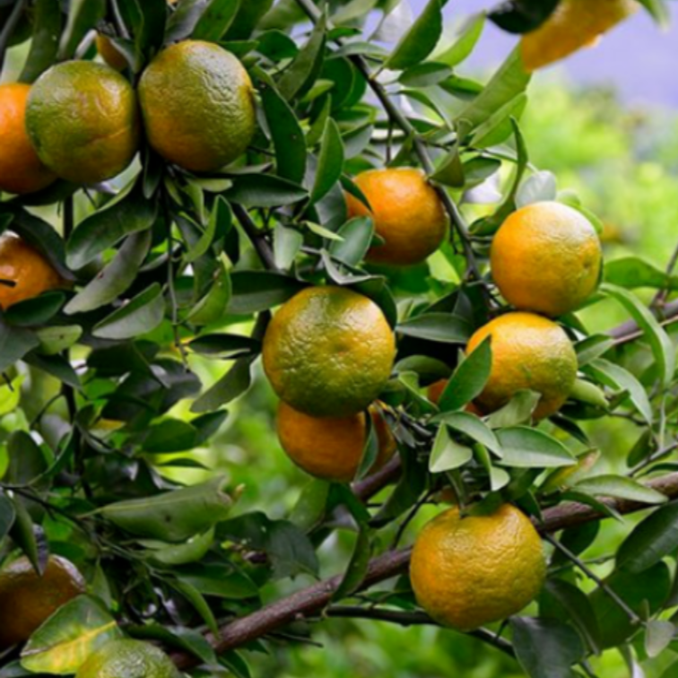 Qingxiang Mandarin (清香蜜桔)
