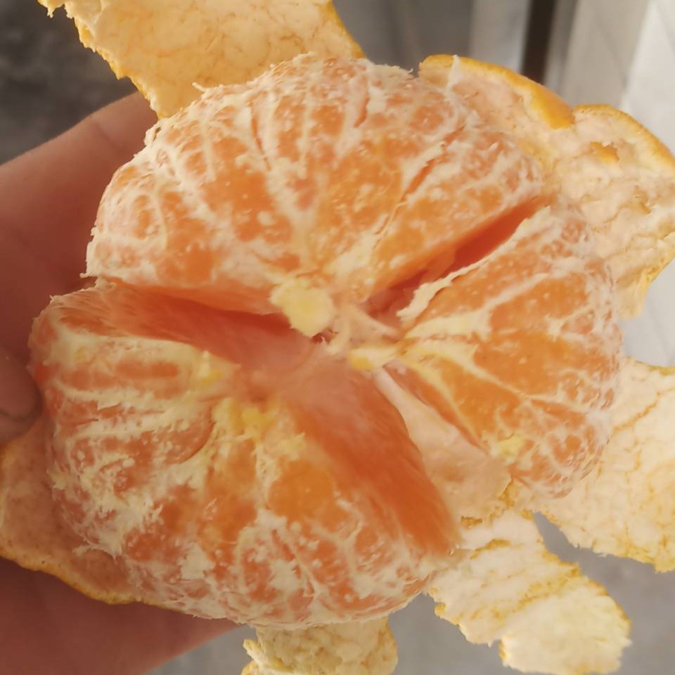 Ehime No. 43 Orange (爱媛43, 相思醉美人柑桔) - Image 3