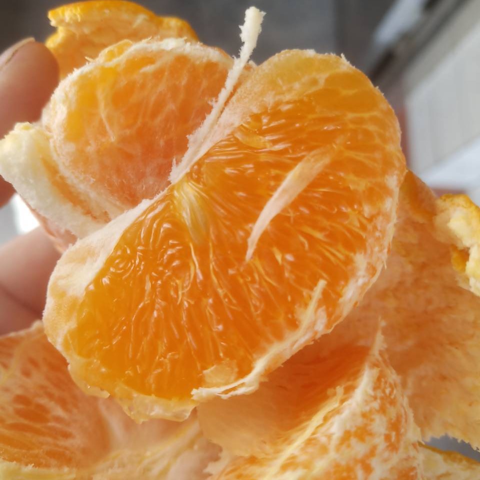 Ehime No. 43 Orange (爱媛43, 相思醉美人柑桔) - Image 4