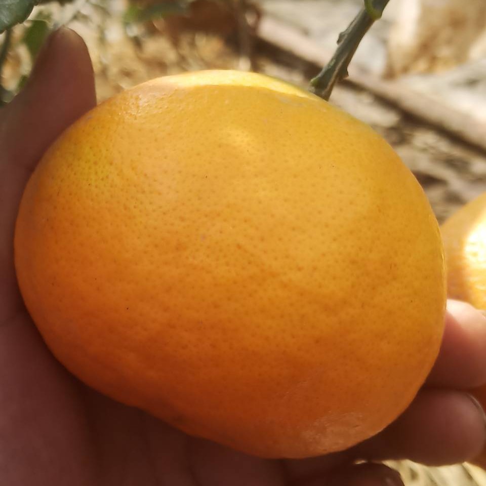 Ehime No. 43 Orange (爱媛43, 相思醉美人柑桔) - Image 2