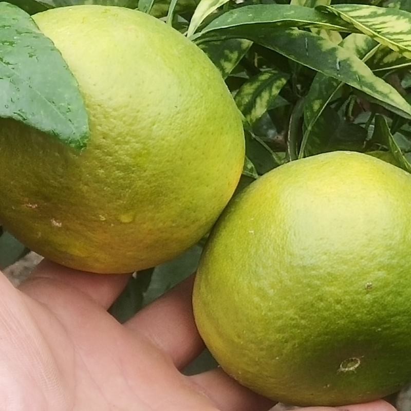 Ehime No. 43 Orange (爱媛43, 相思醉美人柑桔)