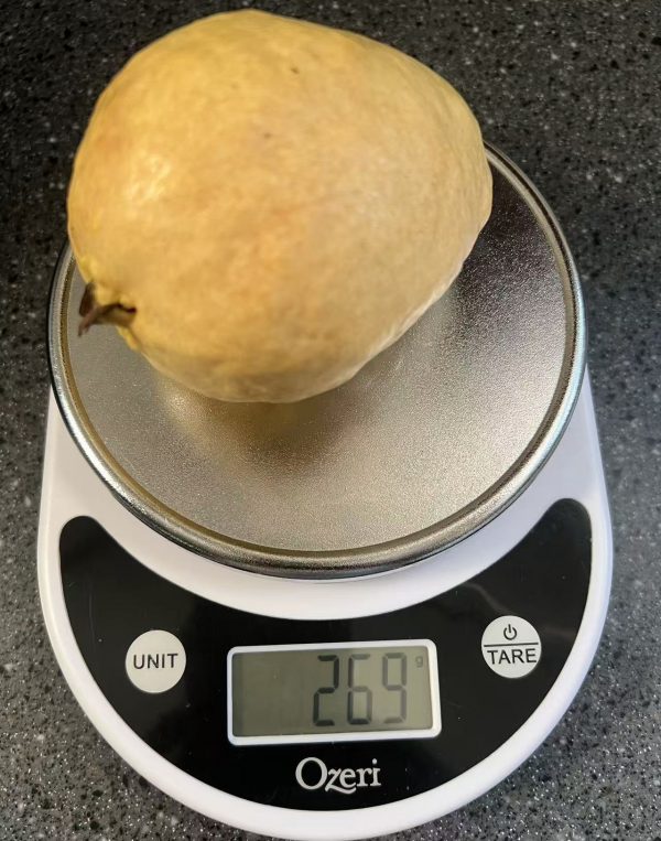 Yue Nuo Red Guava (粤糯红番石榴) - Image 2