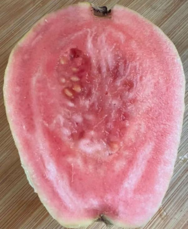 Yue Nuo Red Guava (粤糯红番石榴) - Image 3