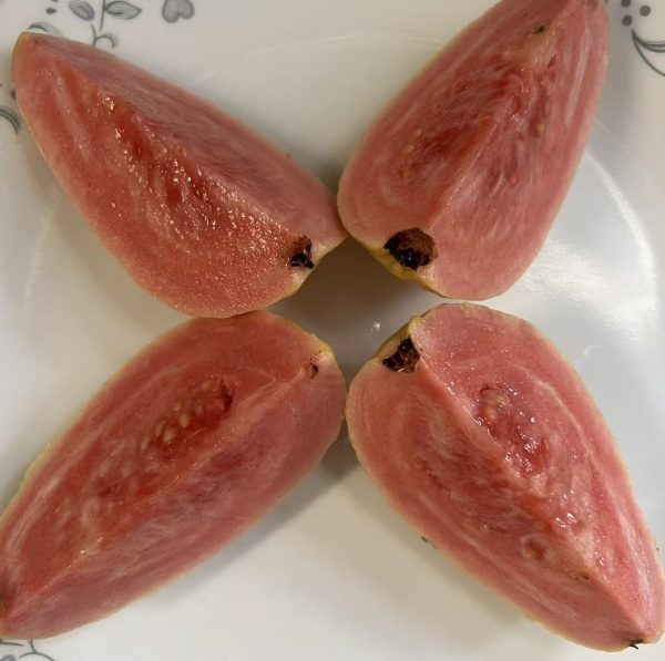 Yue Nuo Red Guava (粤糯红番石榴) - Image 4
