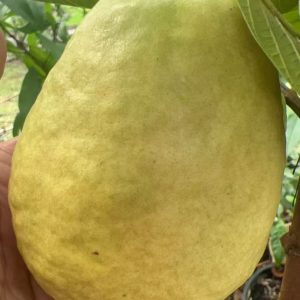 Yue Nuo Red Guava (粤糯红番石榴)
