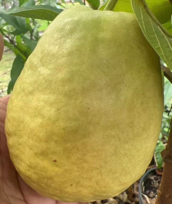 Yue Nuo Red Guava (粤糯红番石榴)