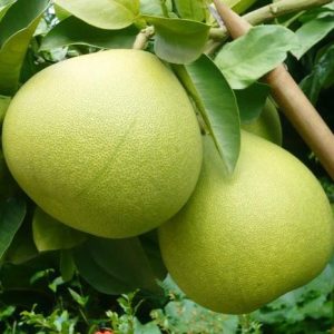 Nanbu Crispy Sweet Pomelo (南部脆香甜柚)