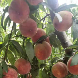 2 in 1 Peach Tree (Chinese Blood Peach and Chunyu Blood Peach)