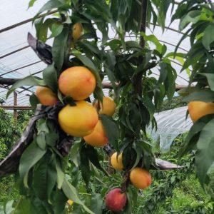 2 in 1 Peach Tree (Pearl Jujube No. 3 and Zhongyou Jinshuai Nectarine)