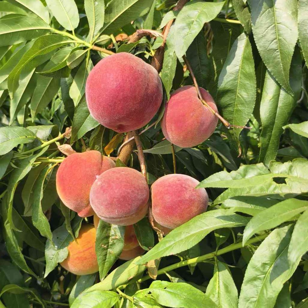 Early-ripening Jinchun Yellow Peach (早锦春黄桃)