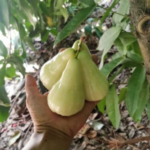 Cuiyu Wax Apple (翠玉莲雾)