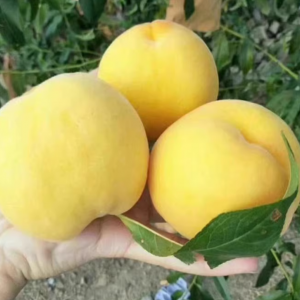 Jinyan Yellow Peach ( 金妍黄桃)