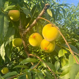 2 in 1 Peach Tree (Jinchun and Jinfeng Yellow Peach)