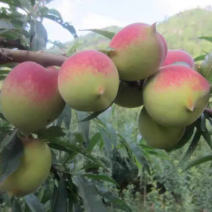 2 in 1 Peach Tree (Tainung No. 3 and Red-Flower Hawk-Beak)