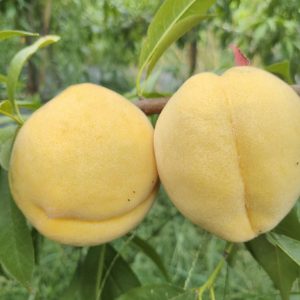 Huang Meixin Yellow Peach ( 黄美心黄桃)