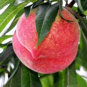 Zhongyou No. 37 Nectarine (中油37号桃)