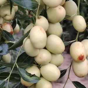Bingtang White Jujube (冰糖白枣)