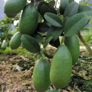 Taiwan Perfumed Lemon Tree (台湾香水柠檬)