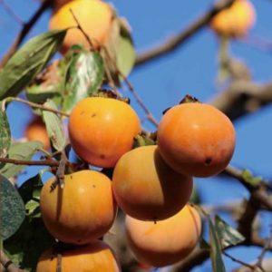 Kijojou Sweet Persimmon Tree (基肄城甜柿)