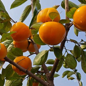 Imperial Sweet Persimmon (帝柿)