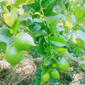 Guangdong Perfumed Lemon Tree (广东香水柠檬)