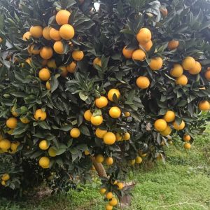 Huaiju No. 2 Bingtang Orange Tree (怀桔2号冰糖橙)