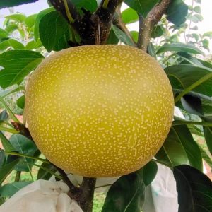 Xinyu Pear (新玉梨)