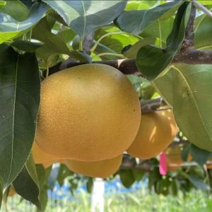 Huxiao Pear (沪晓梨)