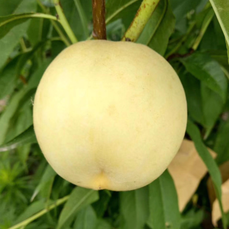 White Jade Honey Peach Tree (白玉蜜桃)