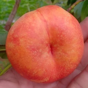 Zijin Flat Nectarine (紫金油蟠桃)