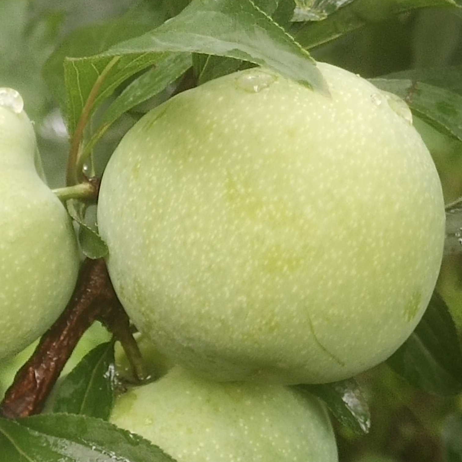 Qiang Crisp Plum (羌脆李)