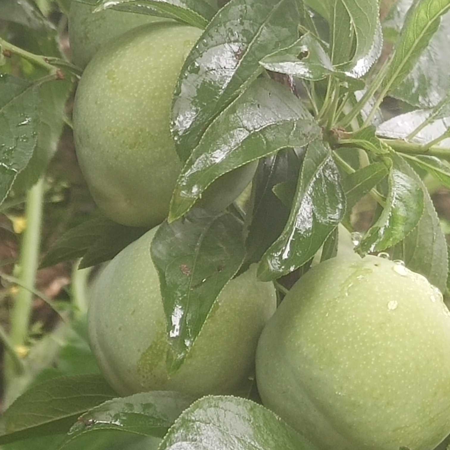 Qiang Crisp Plum (羌脆李) - Image 2