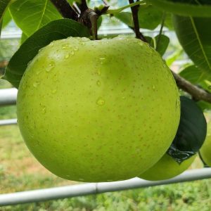 Sucui No. 4 Pear (苏翠4号梨)