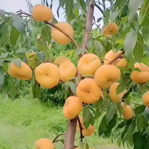 Jinqiao Flat Peach (金俏蟠桃)