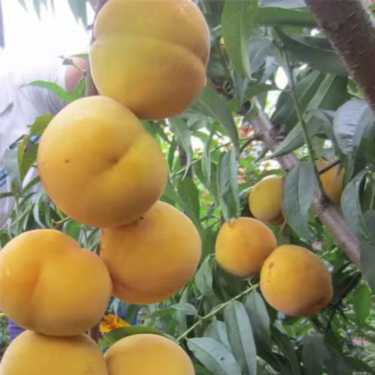 Jinxiang Honey Crisp Yellow Peach (金香脆蜜黄桃)